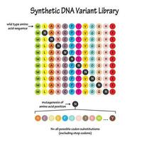 Synthetic DNA Variant Library vector