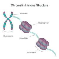 estructura de la histona de la cromatina vector