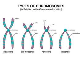 Types of Chromosomes in relation to the centromere location vector