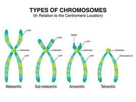 tipos de cromosomas en relación con la ubicación del centrómero vector