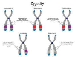 Chromosomal Zygosity Diagram vector