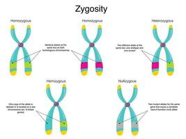Chromosomal Zygosity Diagram vector