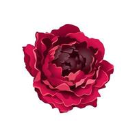 Red Peony Isolated on White vector