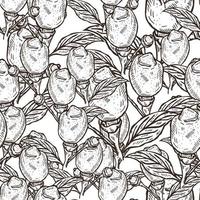 Seamless pattern engraved lemon on branch with leaves. Vintage background lime growing on twig in hand drawn style. vector