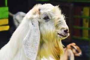 Sheep or goats or lamb originating from the Garut area, West Java, Indonesia photo