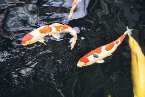 Koi fish and goldfish swimming in a pond with a fountain photo