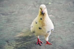 A white dove perched on the ground looking for food photo