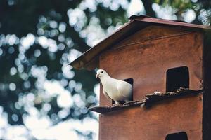 A white dove perched on a branch of a pine forest photo