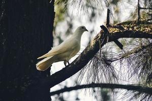 una paloma blanca posada en una rama de un bosque de pinos foto