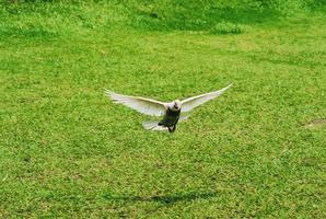 A white dove flies gliding over a green field photo