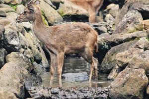 A thirsty deer is looking for water in a small river photo