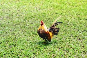 Bantam chicken or ayam kate or ayam katai in Indonesian language, looking for food on green field. photo