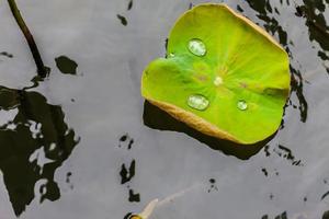 Green Lotus leaf with water drop photo