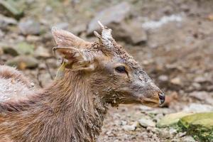 young male deer is very muddy and curious photo