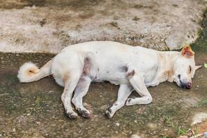 perro sin hogar solitario durmiendo foto