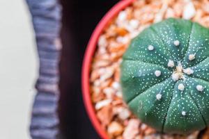 Small cactus in flower pots with cofee bean photo