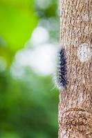 Woolly Bear Caterpillar photo