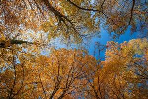 Looking up the trees in autumn forest. Sunny autumn landscape with golden trees and blue sky in countryside beautiful bright blue sky