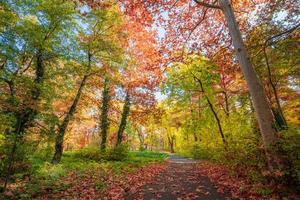 Atmospheric autumn forest in the fog. Yellow and orange leaves on the trees in the morning forest. Beautiful background photo