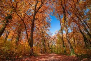 Atmospheric autumn forest in the fog. Yellow and orange leaves on the trees in the morning forest. Beautiful background photo