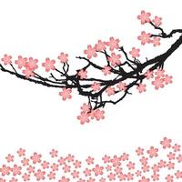 sakura cherry blossom branch vector
