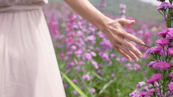 Woman hands tenderly touches the tops of the purple flower inside outdoor fields, rear view of a large blooming lavender field on sunny day, woman and nature on beautiful day, active lifestyle video