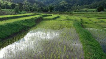 Luftdrohnenansicht der Landwirtschaft in Reis auf einem schönen, mit Wasser gefüllten Feld. Tagesflug über die grünen Reisfelder. natürlich der texturhintergrund. video