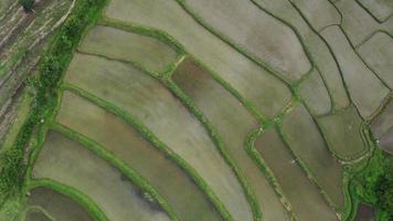 vista aerea del drone dell'agricoltura nel riso su un bellissimo campo pieno d'acqua. volo sopra la verde risaia durante il giorno. naturale lo sfondo della trama. video