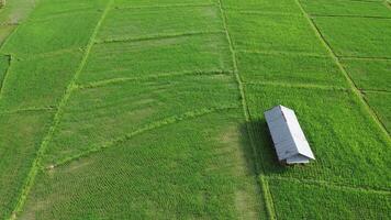 Aerial drone view of agriculture in rice fields for cultivation. Flight over the green rice field during the daytime. Small hut in the paddy. Natural the texture background. video