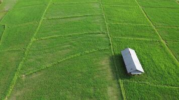 visão aérea de drones da agricultura em campos de arroz para cultivo. voo sobre o campo de arroz verde durante o dia. pequena cabana no arrozal. natural o fundo da textura. video