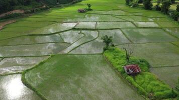 visão aérea de drones da agricultura em campos de arroz para cultivo. voo sobre o campo de arroz verde durante o dia. pequenas cabanas nos arrozais. natural o fundo da textura. video