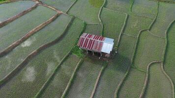 vista aérea de drones de la agricultura en arroz en un hermoso campo lleno de agua. vuelo sobre el campo de arroz verde durante el día. pequeña choza en los arrozales. natural el fondo de textura. video