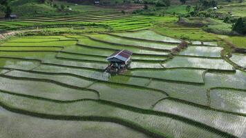vista aerea del drone dell'agricoltura nel riso su un bellissimo campo pieno d'acqua. volo sopra la verde risaia durante il giorno. piccola capanna nelle risaie. naturale lo sfondo della trama. video