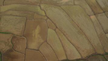 Zoom in, Aerial drone view of agriculture in rice on a beautiful field filled with water. Flight over the green rice field during the daytime. Natural the texture background. video