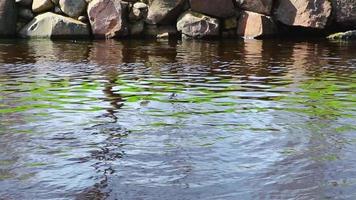 Calm mountain river among stones. Spring water flow. Reflection of trees in stream. Natural background. video