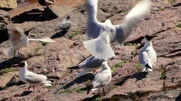 bando de gaivotas à procura de comida à beira-mar. observação de pássaros no dia de verão. video