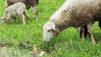 tama bruna får äter gräs i betesmarker. föda upp djur på gården. flock får knaprar grönt gräs i fältet. lantliv på landsbygden. video