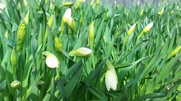 des jonquilles avec des bourgeons poussent dans le jardin. journée ensoleillée et venteuse. printemps video