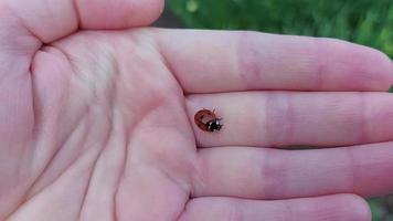 ladybug crawls on the hand. insect video