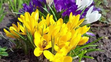 la abeja obtiene néctar de las flores. los azafranes florecen en el jardín. día soleado de primavera. vida de insectos Hermosa naturaleza video