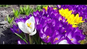 bijen halen nectar uit bloemen. krokussen bloeien in de tuin. zonnige lentedag. insecten leven. prachtige natuur video