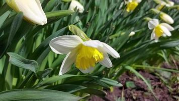 narcisos crescem e florescem no jardim. dia de vento ensolarado. mola video