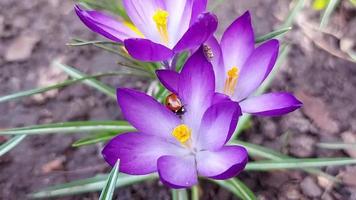 la coccinella si siede su un croco viola. insetto su un fiore. molla video