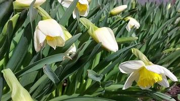 påskliljor växer och blommar i trädgården. solig blåsig dag. vår video