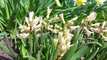 Hyazinthen blühen und wachsen im Garten. sonniger Tag. Frühling