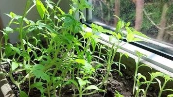 tomatplantor växer i en låda på fönsterbrädan. trädgårdsarbete hemma. odla grönsaker video