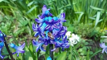 hyacint blommar och växer i trädgården. solig dag. vår. bi video