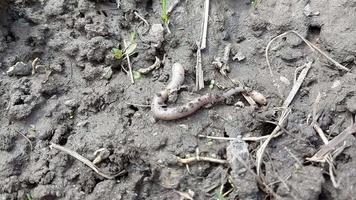worm crawls on the ground. earthworm video