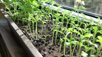 las plántulas de tomate crecen en una caja en el alféizar de la ventana. jardinería en casa. cultivando vegetales