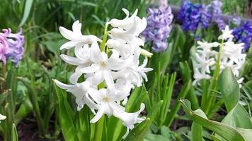 la jacinthe fleurit et pousse dans le jardin. journée ensoleillée. printemps video